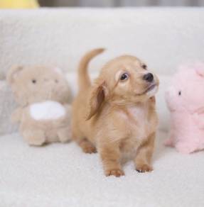 MINIATURE DACHSHUND Puppies VIP40 🐻 Male -