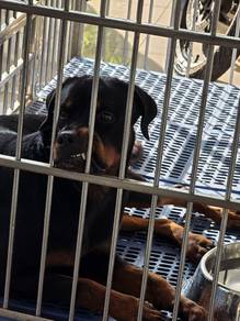 Rotweiller 
