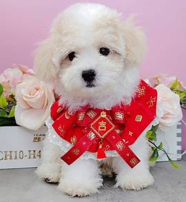 Maltipoo
