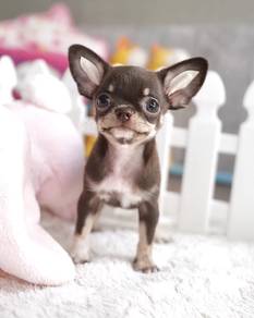 CHIHUAHUA PUPPIES 299 🌷Head Apple Cute Dog