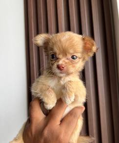 chihuahua-4