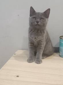 BSH Kitten Female