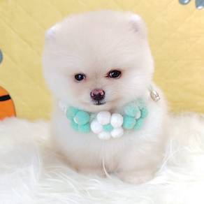 Pomeranian