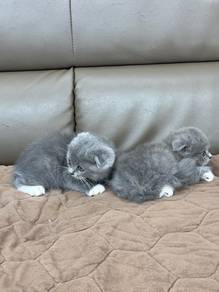 bsh kitten 