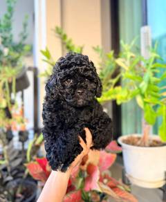 toy poodle h