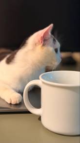 Female American Shorthair ｜Adoption Fee Applies｜