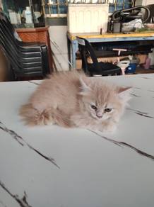 Kitten (Parsi mix Lokal)