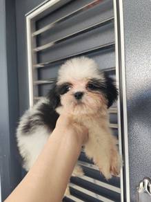 Shih Tzu black white