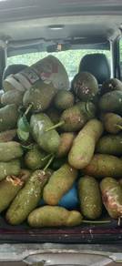 Buah Cempedak