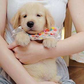 Golden Retriever