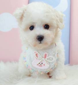 Maltipoo Poodle X Maltese Puppy Pet Dog Fur8