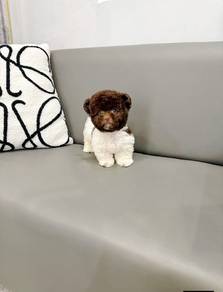 Mini Poodle-Boy
