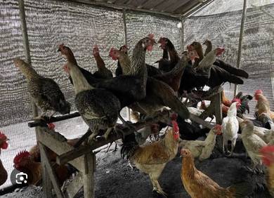 Ayam kampung
