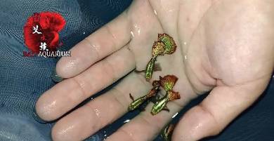 dragon guppy
