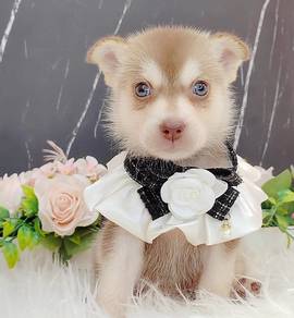 Pomsky
