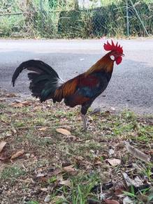 ayam hutan
