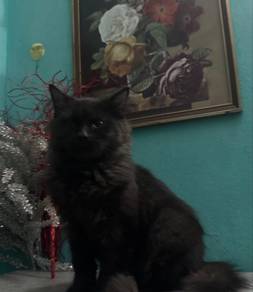 Parsi Hitam