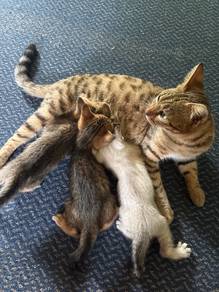 bengal kitten