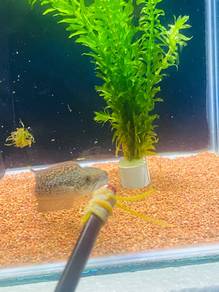 Ikan Channa Asiatica