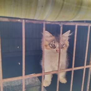 anak kucing bulu kembang