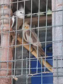 bird