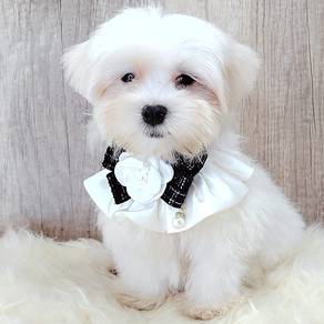 Maltese