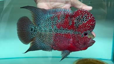Flowerhorn Male with big kok