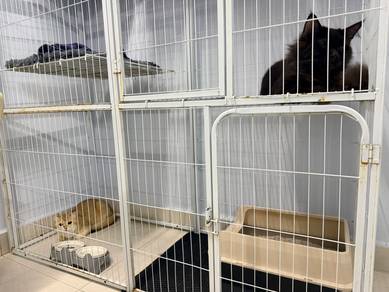 Golden BSH Female (Neutered) for Rehome