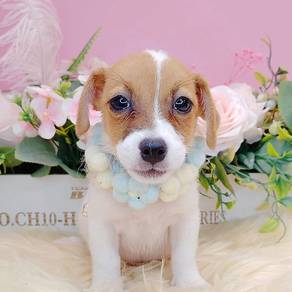 Jack Russell