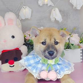 Shiba