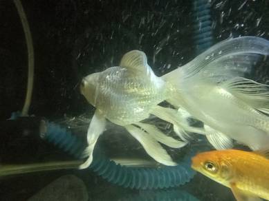 Butterfly Short Body Koi 