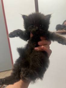 kitten