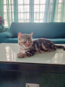 Munchkin comel