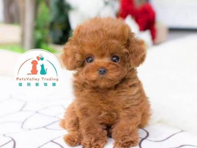 POODLE toy