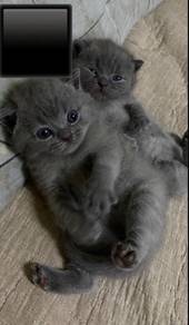 British Shorthair