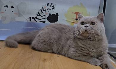 British short-hair lilac Male