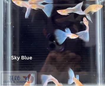 Sky blue guppy