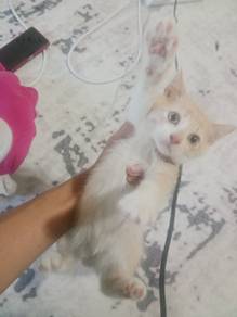 Anak kucing baka bsh