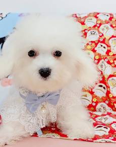 Bichon frise