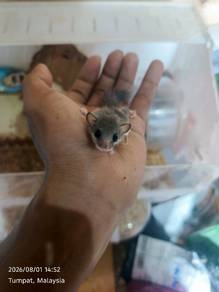 Dormouse / tupai mini 