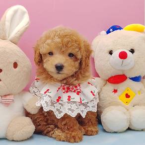 Poodle