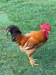 Ayam Jantan Baka Kampung/Kacuk