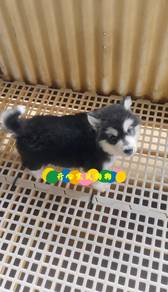 Alaskan Husky (M)