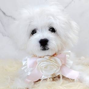 Maltipoo