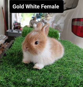Mini Dwarf 