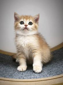 BSH Kittens Golden Purebred