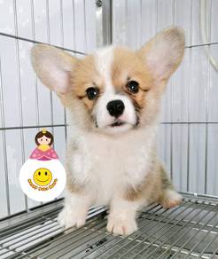 H_W7B1  Welsh Corgi bi color short legs pet dog