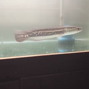 toman bunga dan peacock bass 