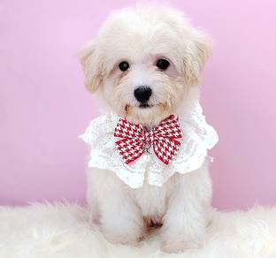 Maltipoo