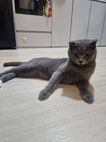 BSH Betina